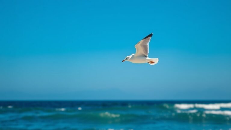 seagull spiritual symbolism explored